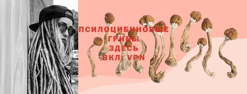 Псилоцибиновые грибы MAGIC MUSHROOMS  цена наркотик  Туринск 